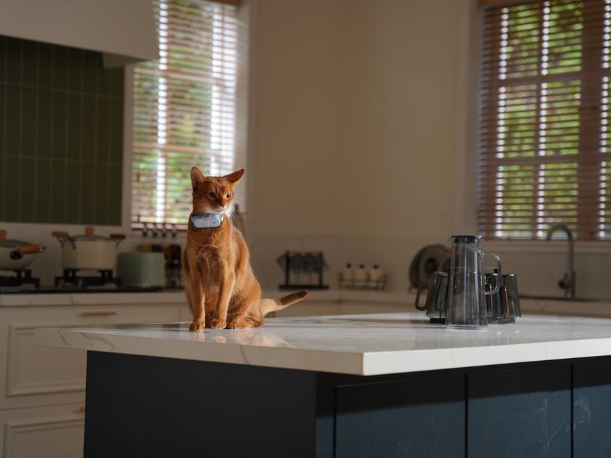 A cat alone at home during the day