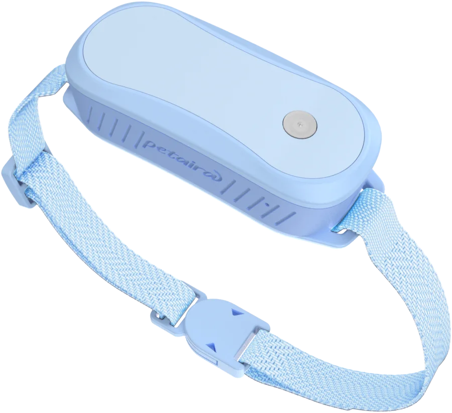 Petaira collar in Sky Blue
