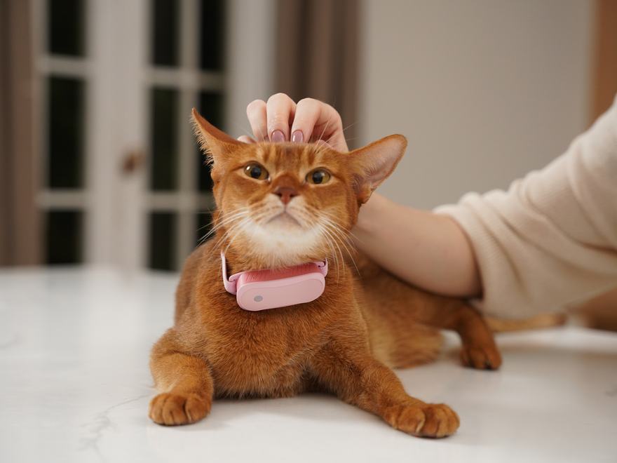 Putting the Petaira collar on a cat